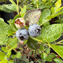 Collection image for: Fruit Trees