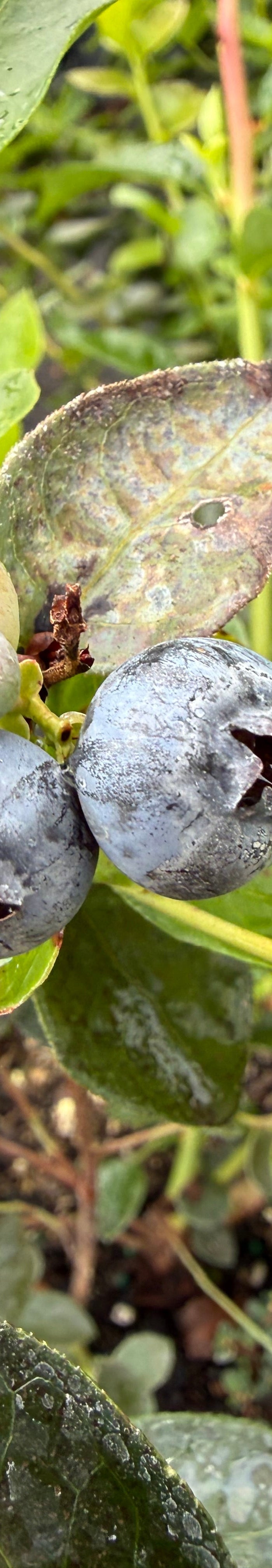 Fruit Trees