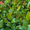 Shrubs