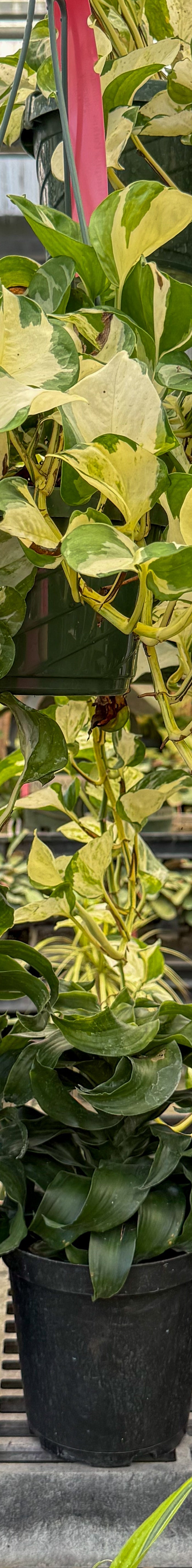 Indoor Plants