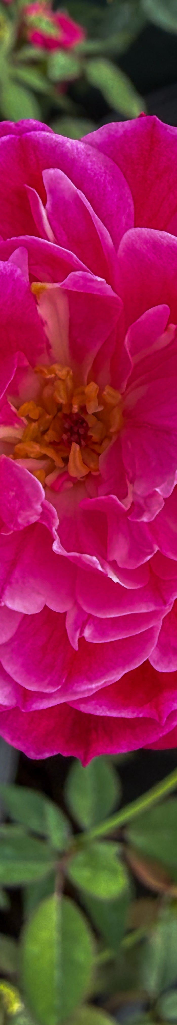 Flowering Plants