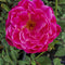 Flowering Plants