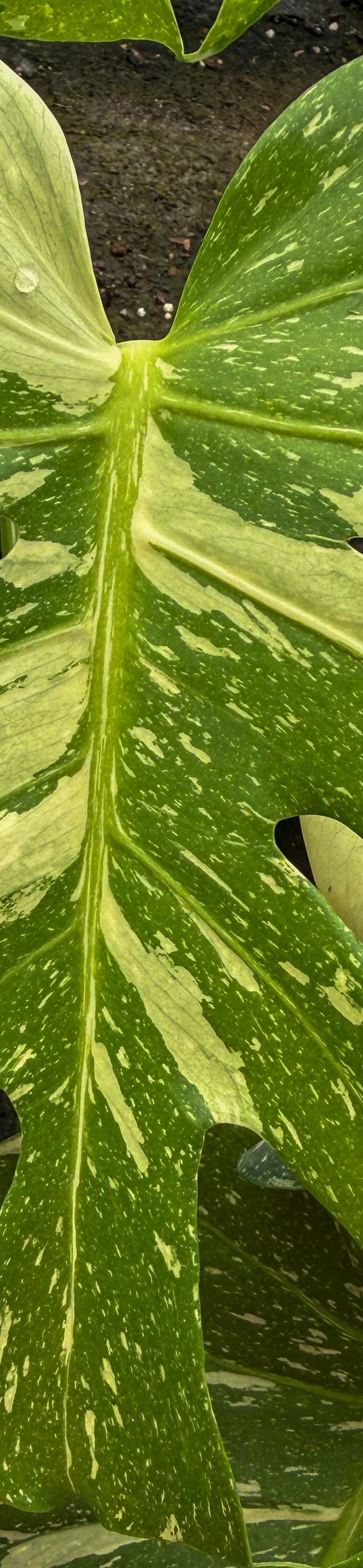 Trending Plants