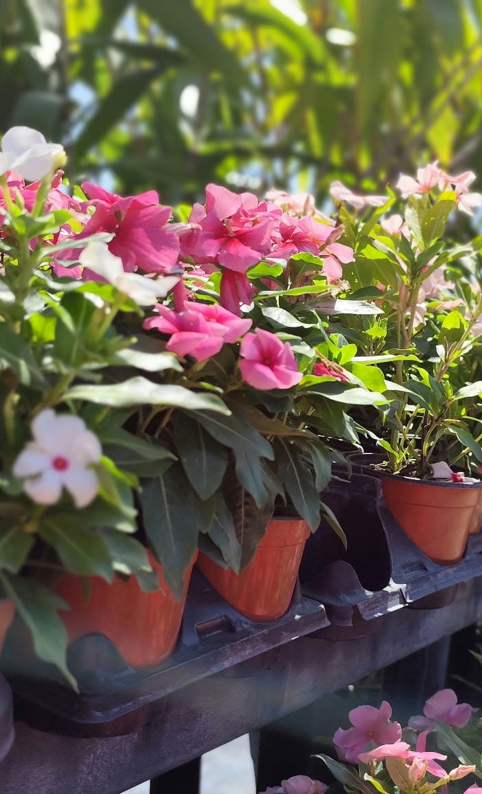 Best Plants For Beginners