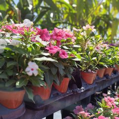 Collection image for: Best Plants For Beginners