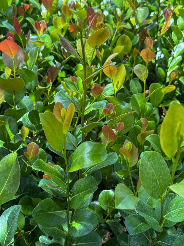 Banner image for: <h3>Shrubs</h3>