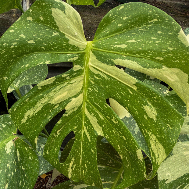Trending Plants