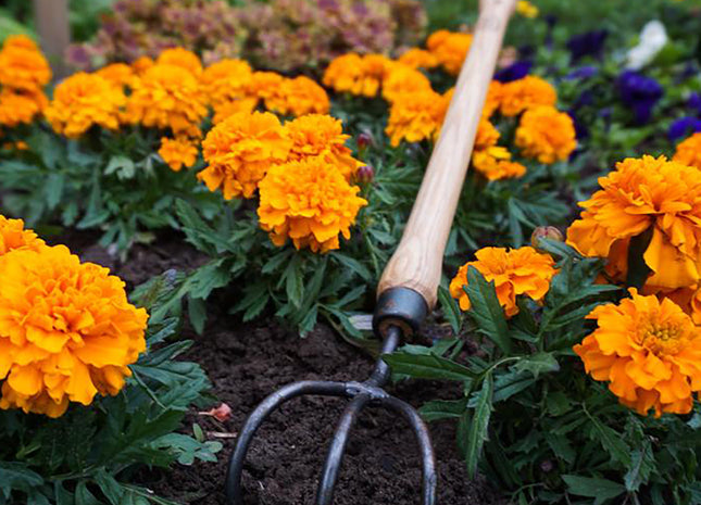 DeWit Cultivator - 3 Tine Drop Grip