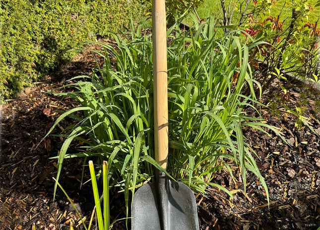 DeWit Shovel - Rounded T-Handle