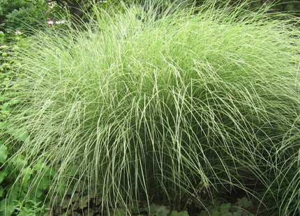 Grass-Miscanthus s. 'Morning Light'