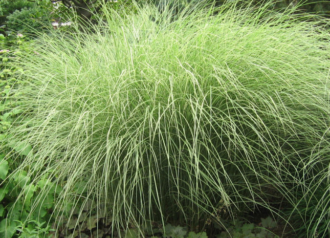 Grass-Miscanthus s. 'Morning Light'