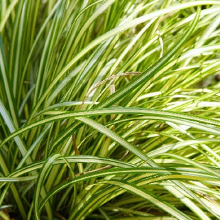 Grass-Carex Moon Falls™