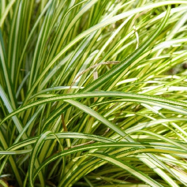 Grass-Carex Moon Falls™