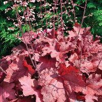 Heuchera 'Magma'