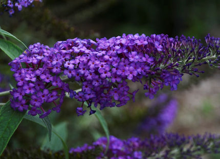 Buddleia 'Monarch® Blue Knight'