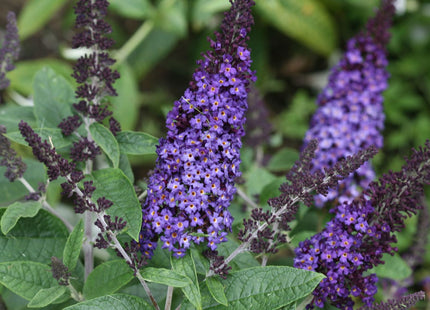 Buddleia Pugster Blue®