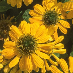 Echinacea 'Mellow Yellows'