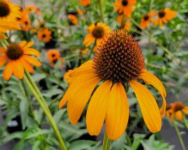 Echinacea 'Tiki Torch'