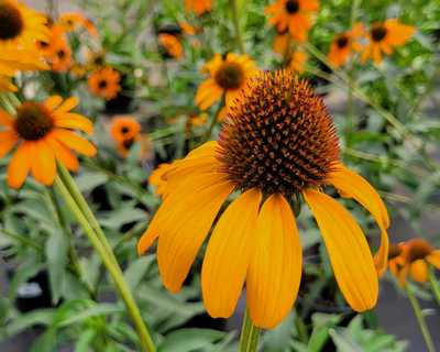 Echinacea 'Tiki Torch'