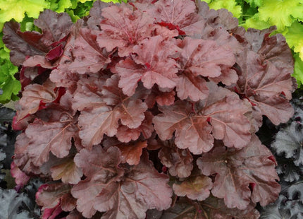 Heuchera Primo® 'Mahogany Monster'