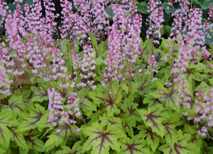 Heucherella Fun and Games® 'Eye Spy'
