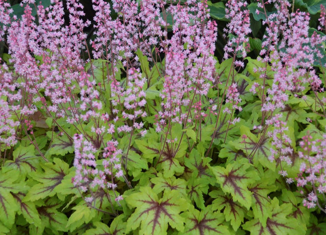 Heucherella Fun and Games® 'Eye Spy'