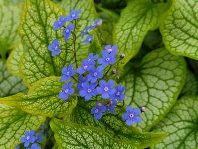 Brunnera m. 'Alexander's Great'