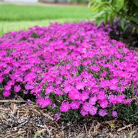 Dianthus 'Paint The Town Fushia'