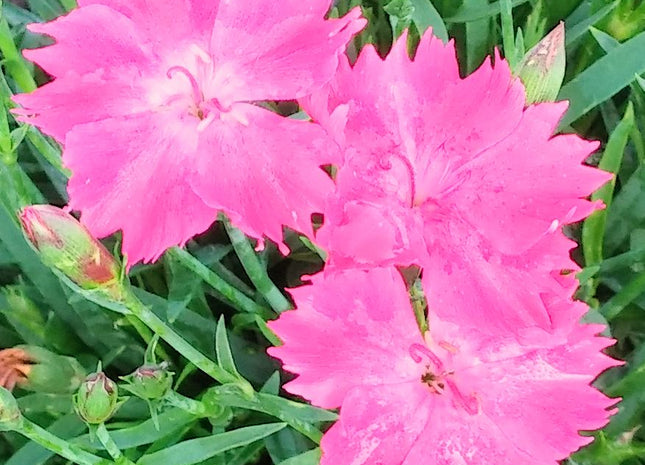 Dianthus Kahori®