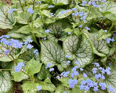 Brunnera m. 'Jack Frost'