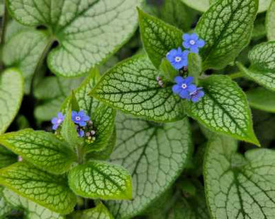 Brunnera m. 'Queen of Hearts'