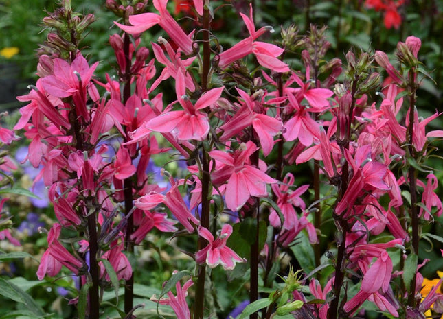 Lobelia 'Starship Deep Rose'
