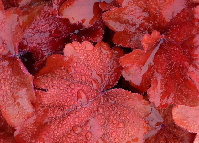 Heuchera 'Fire Alarm'