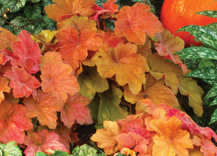 Heuchera 'Southern Comfort'