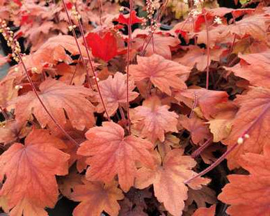 Heucherella 'Sweet Tea'