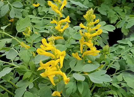 Corydalis 'Canary Feathers'