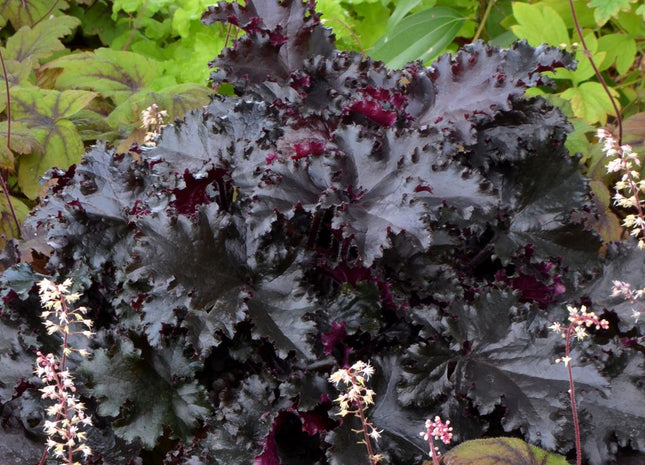 Heuchera 'Black Taffeta'