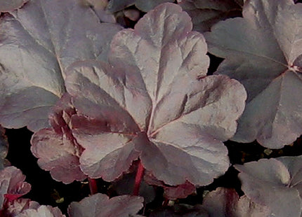 Heuchera 'Obsidian'