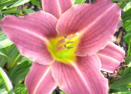 Hemerocallis 'Purple de Oro'