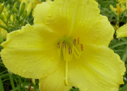 Hemerocallis 'Happy Returns'