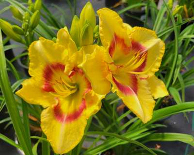 Hemerocallis 'Monterey Jack'