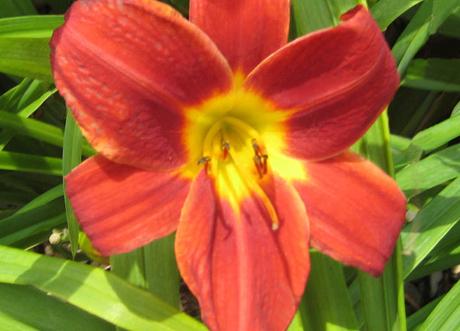 Hemerocallis 'Rocket City'