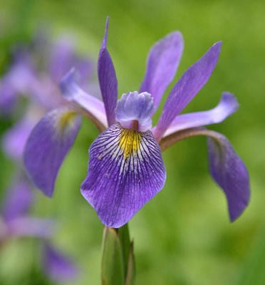Iris v. 'Purple Flame'