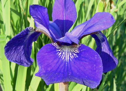 Iris s. 'Caesar's Brother'