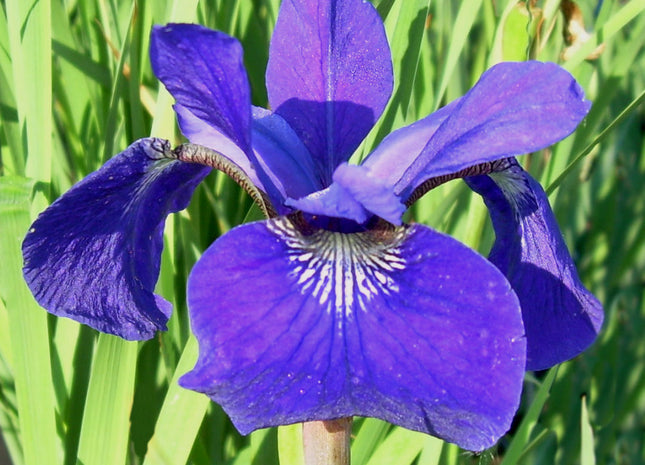 Iris s. 'Caesar's Brother'