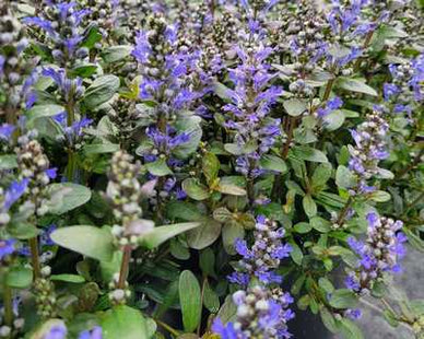 Ajuga r. 'Chocolate Chip'