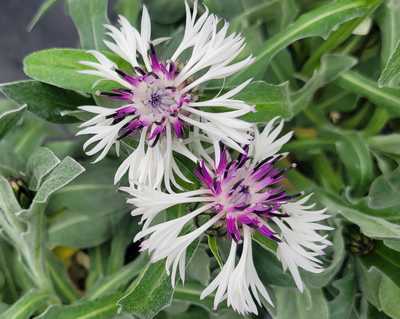Centaurea m. 'Amethyst in Snow'