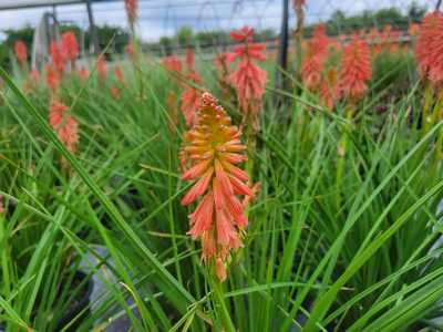 Kniphofia 'Redhot Popsicle'