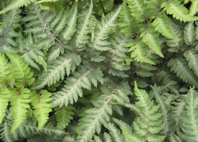 Fern [Japanese Painted] Athyrium n. 'Pic