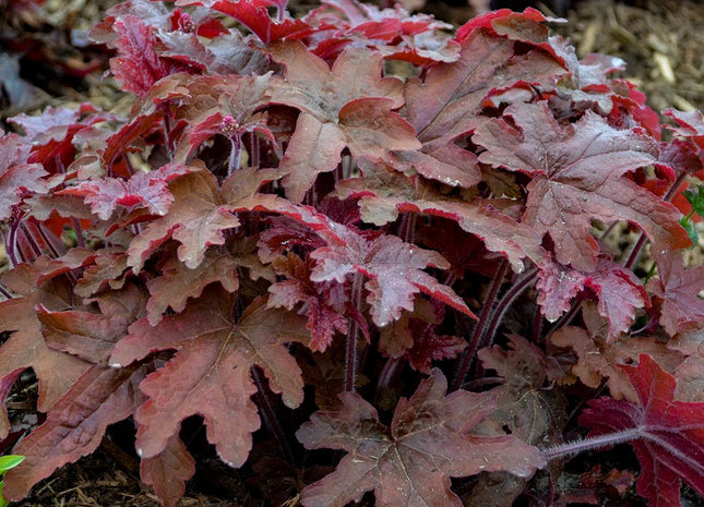 Heucherella Fun and Games® 'Red Rover'
